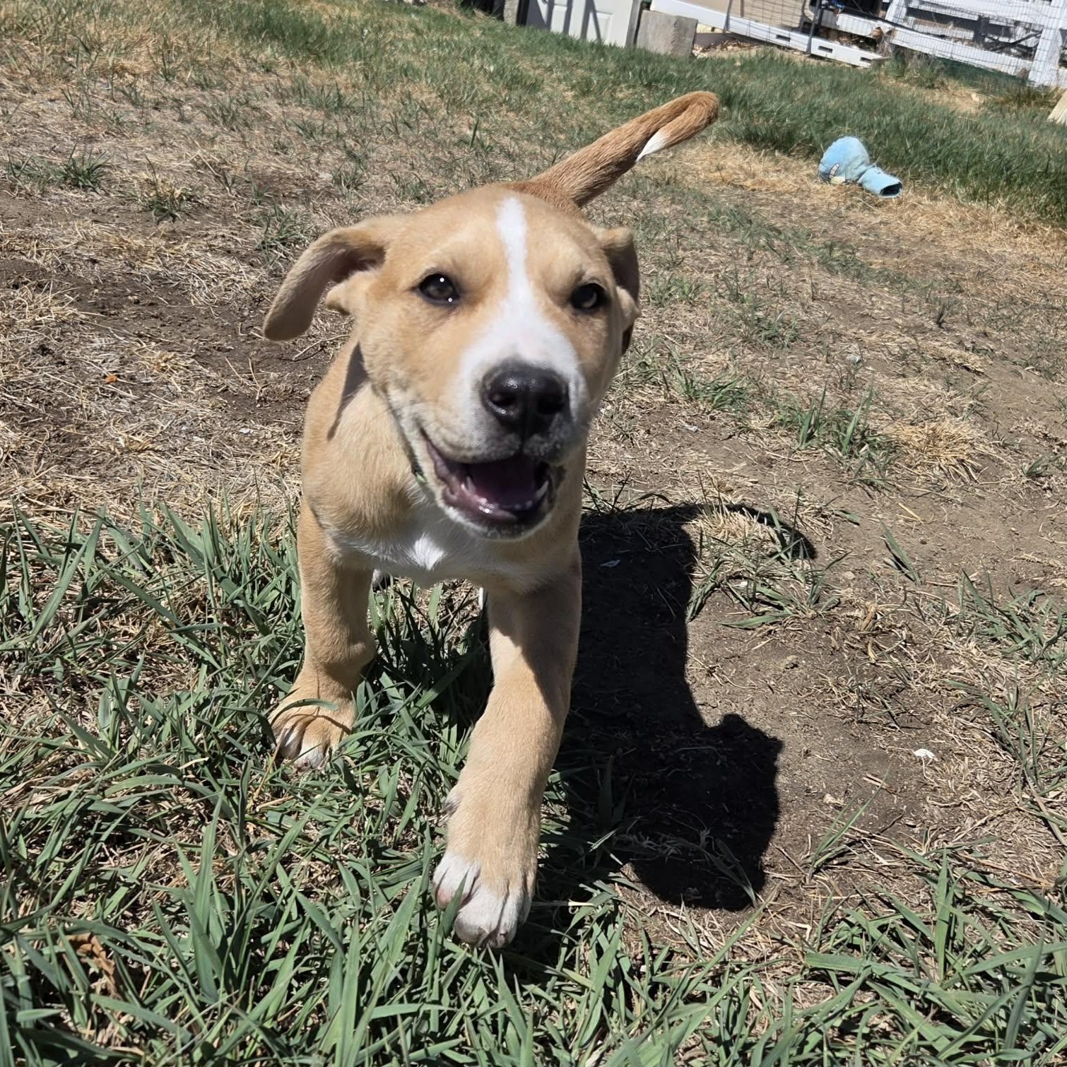 Enlarge TWO-FACE, a ADOPTABLE mixed breed in Loveland, CO image 4/6