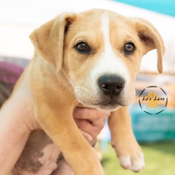 Enlarge TWO-FACE, a ADOPTABLE mixed breed in Loveland, CO image 2/6