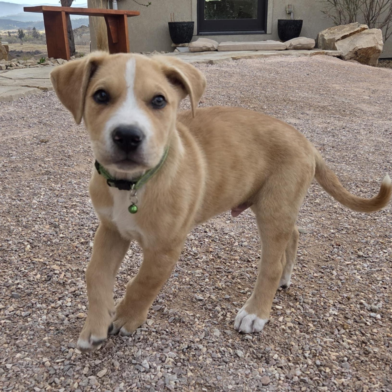 Enlarge TWO-FACE, a ADOPTABLE mixed breed in Loveland, CO image 4/6