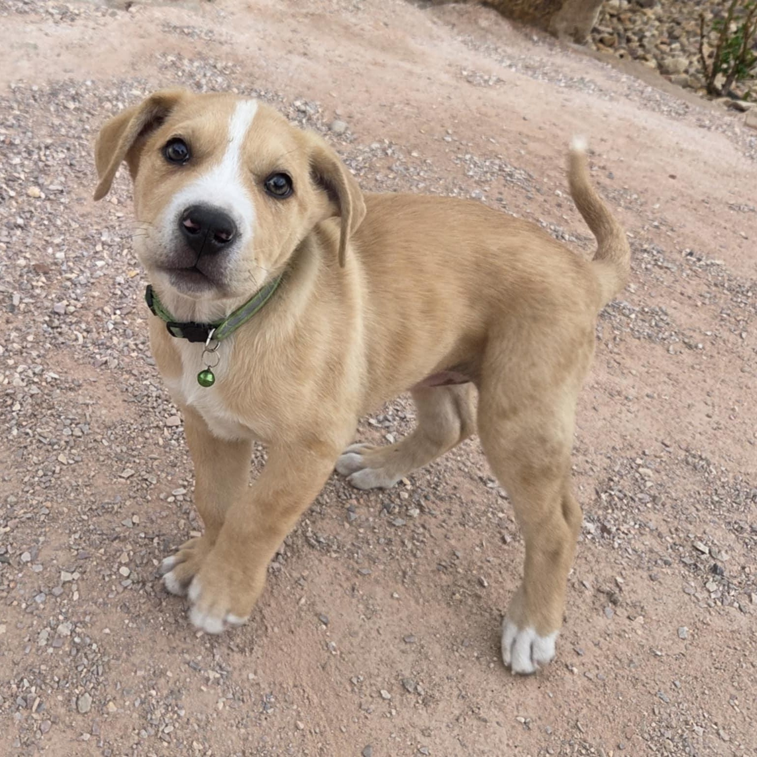 Enlarge TWO-FACE, a ADOPTABLE mixed breed in Loveland, CO image 6/6