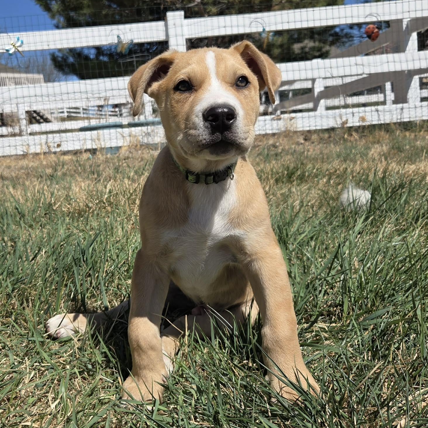 TWO-FACE, ADOPTABLE, Puppy Male Mixed Breed.