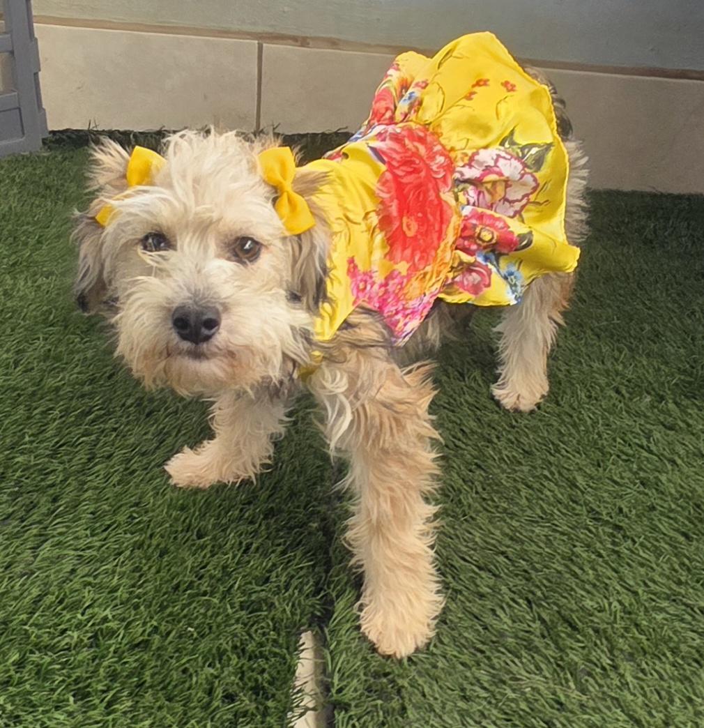 Enlarge Linna, an adopted Maltipoo in Fallbrook, CA image 4/6