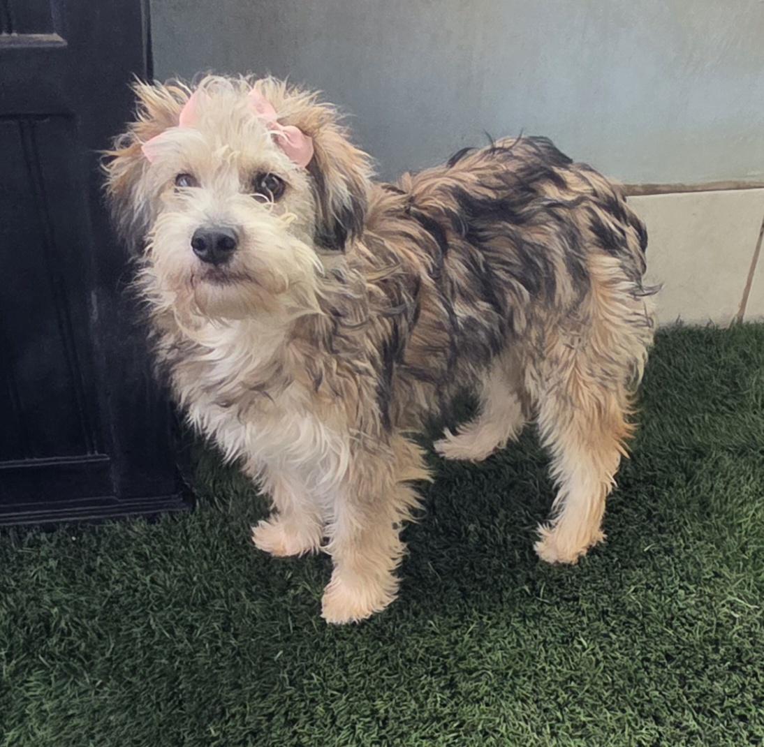 Enlarge Linna, an adopted Maltipoo in Fallbrook, CA image 6/6