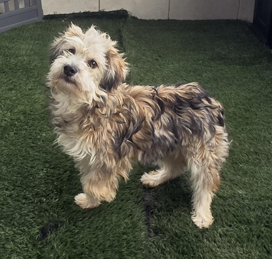 Enlarge Linna, an adopted Maltipoo in Fallbrook, CA image 3/6