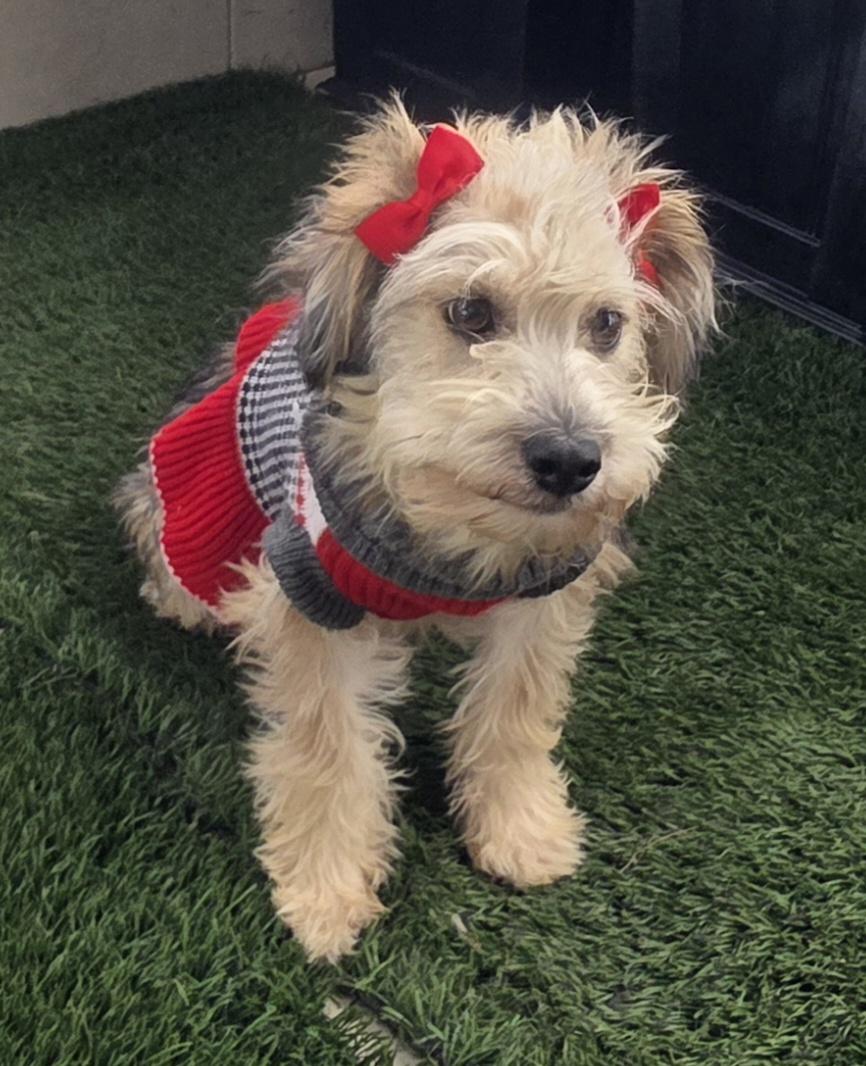 Enlarge Linna, an adopted Maltipoo in Fallbrook, CA image 5/6
