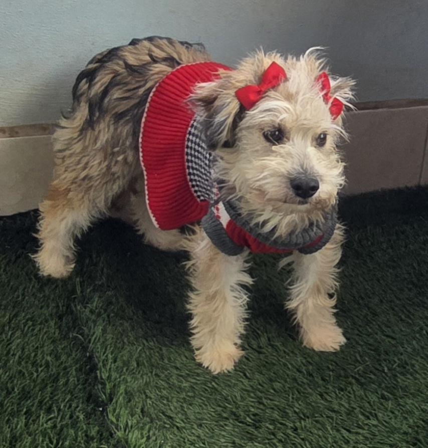 Linna, adopted, Young Female Maltipoo.