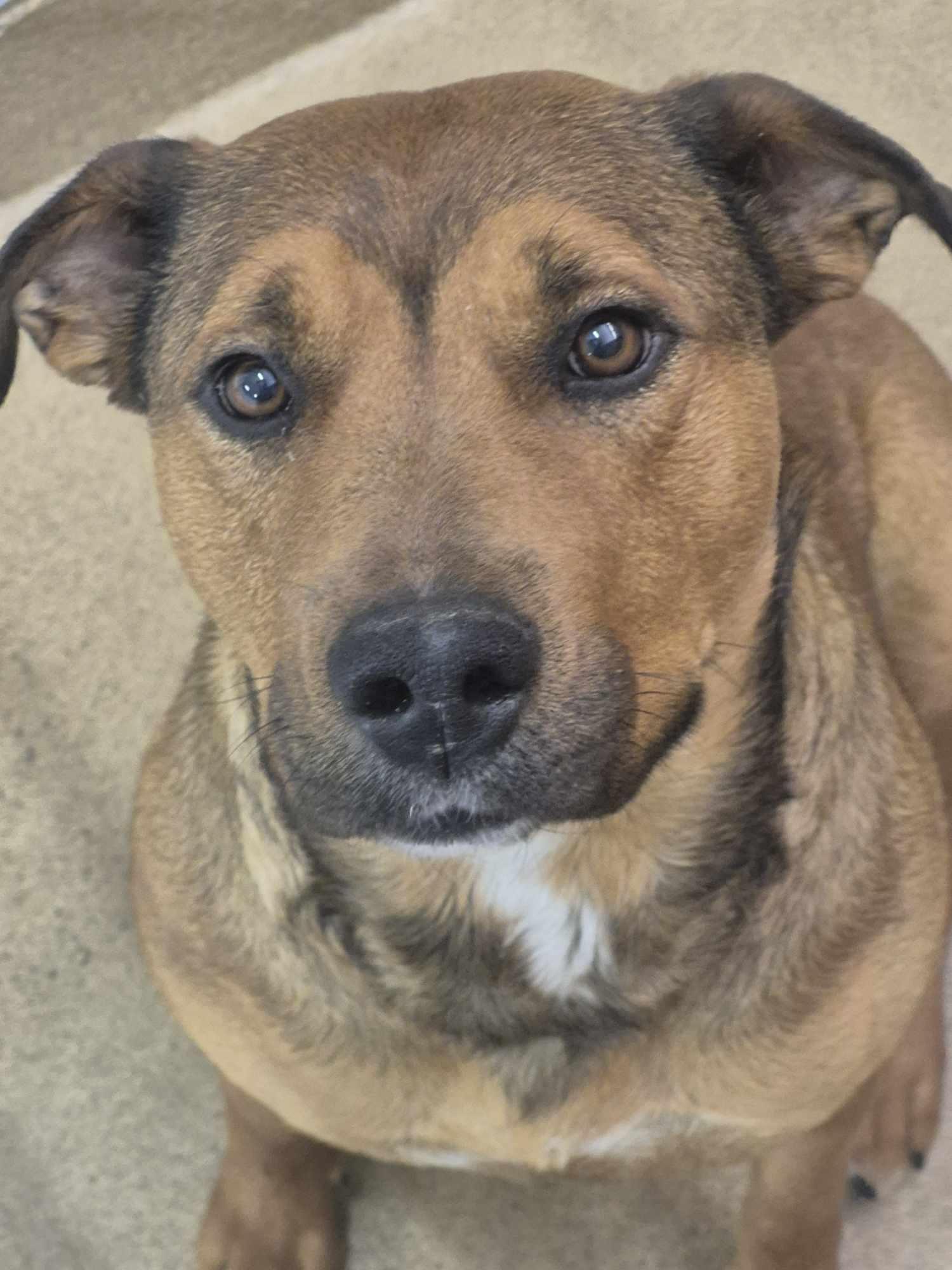 Brook, an adoptable Black Mouth Cur in Canon City, CO, 81212 | Photo Image 1