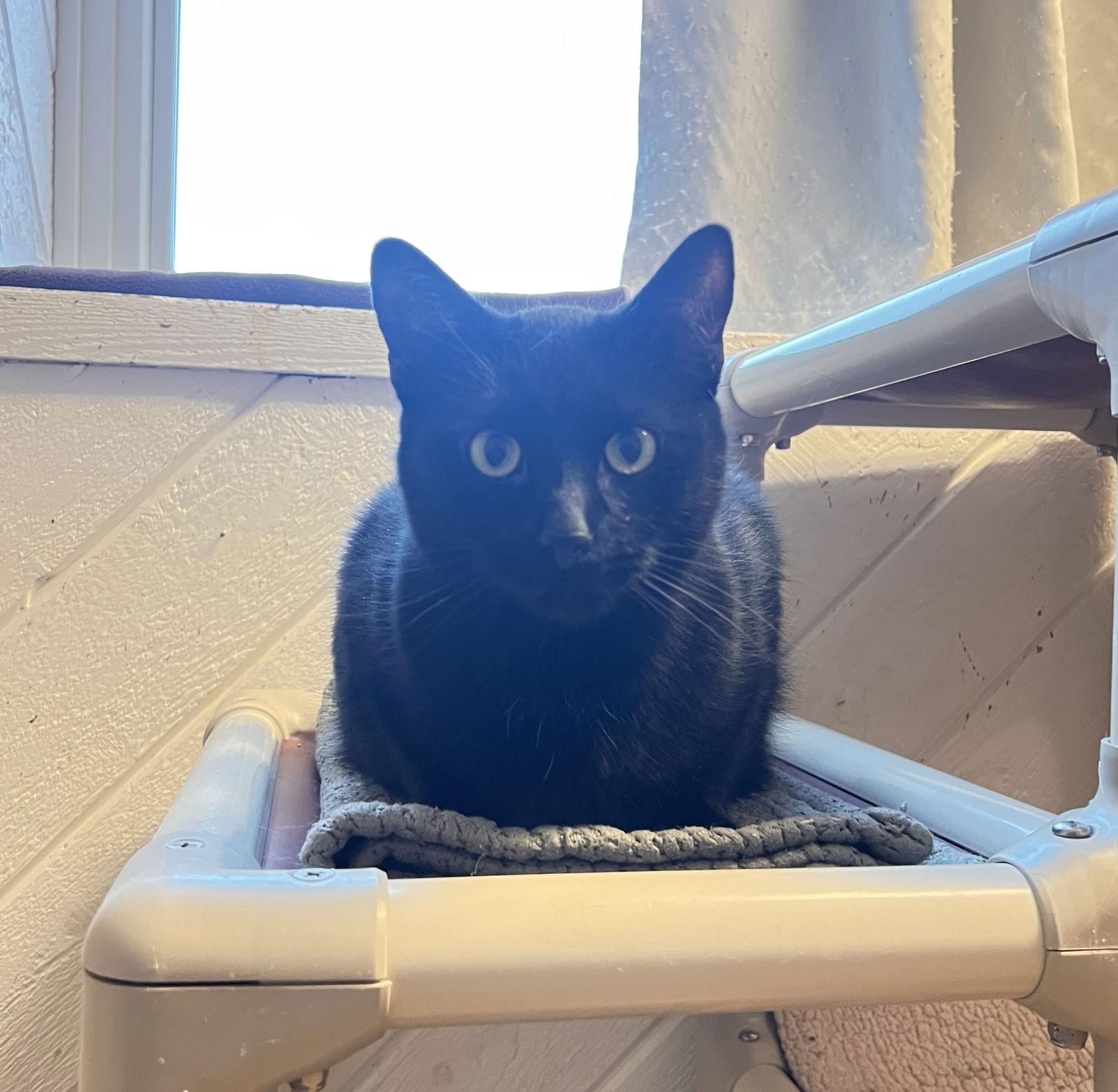 Void, a Adoptable Domestic Short Hair in Webster, WI image 1/3