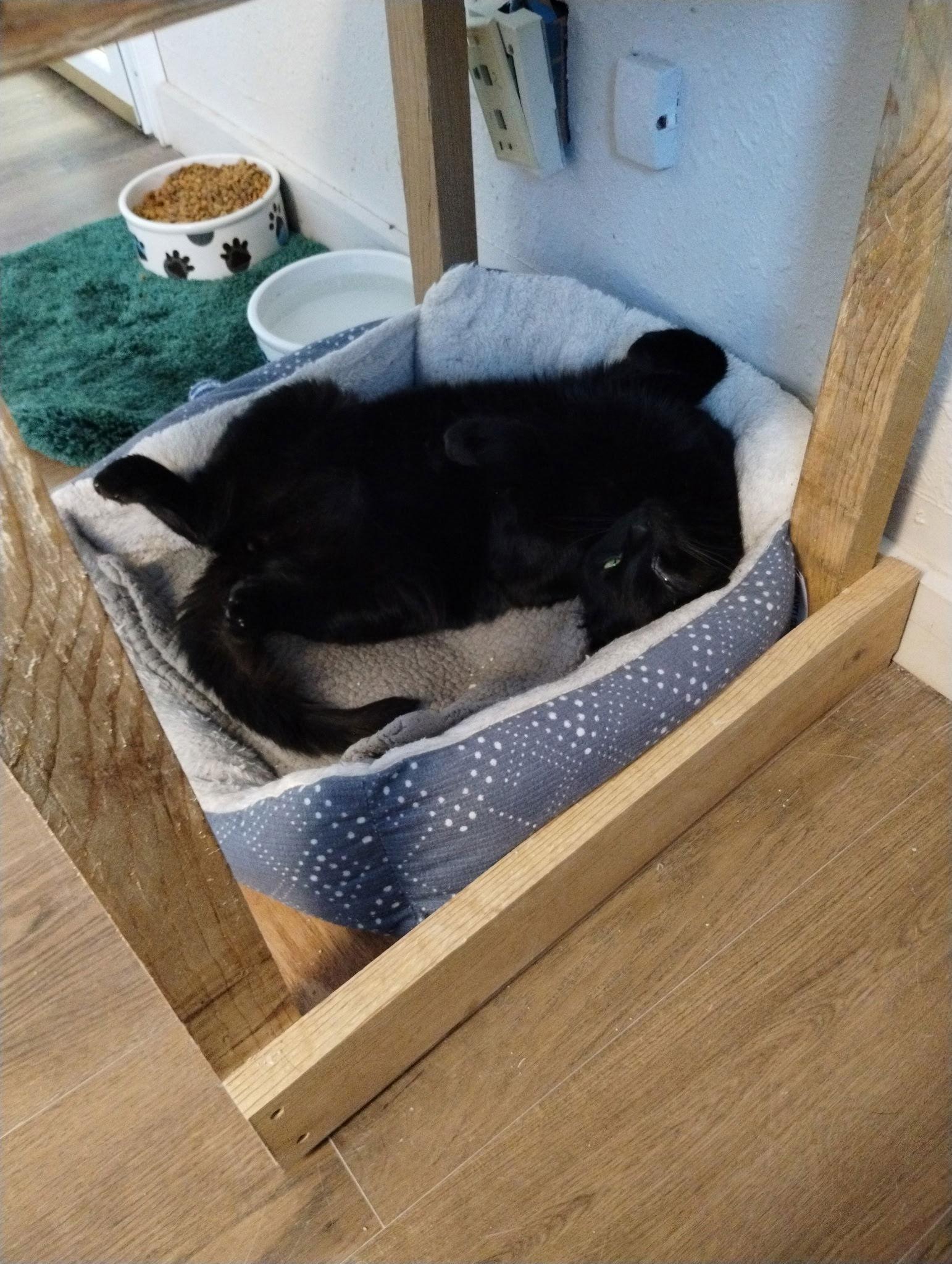 Enlarge Void, a Adoptable Domestic Short Hair in Webster, WI image 2/3