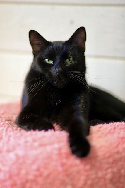 Void, a Adoptable Domestic Short Hair in Webster, WI image 3/3