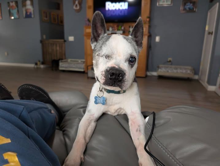 Speedy, Adoptable, Senior Male Boston Terrier.