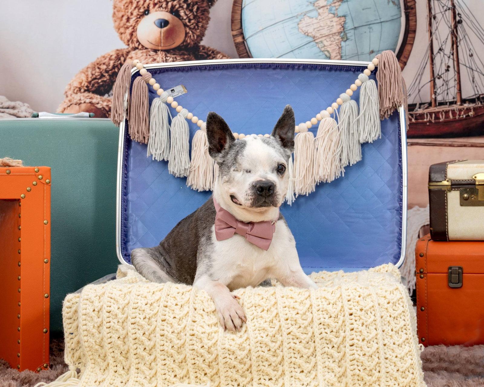 Enlarge Speedy, a Adoptable Boston Terrier in Huntington Beach, CA image 2/3