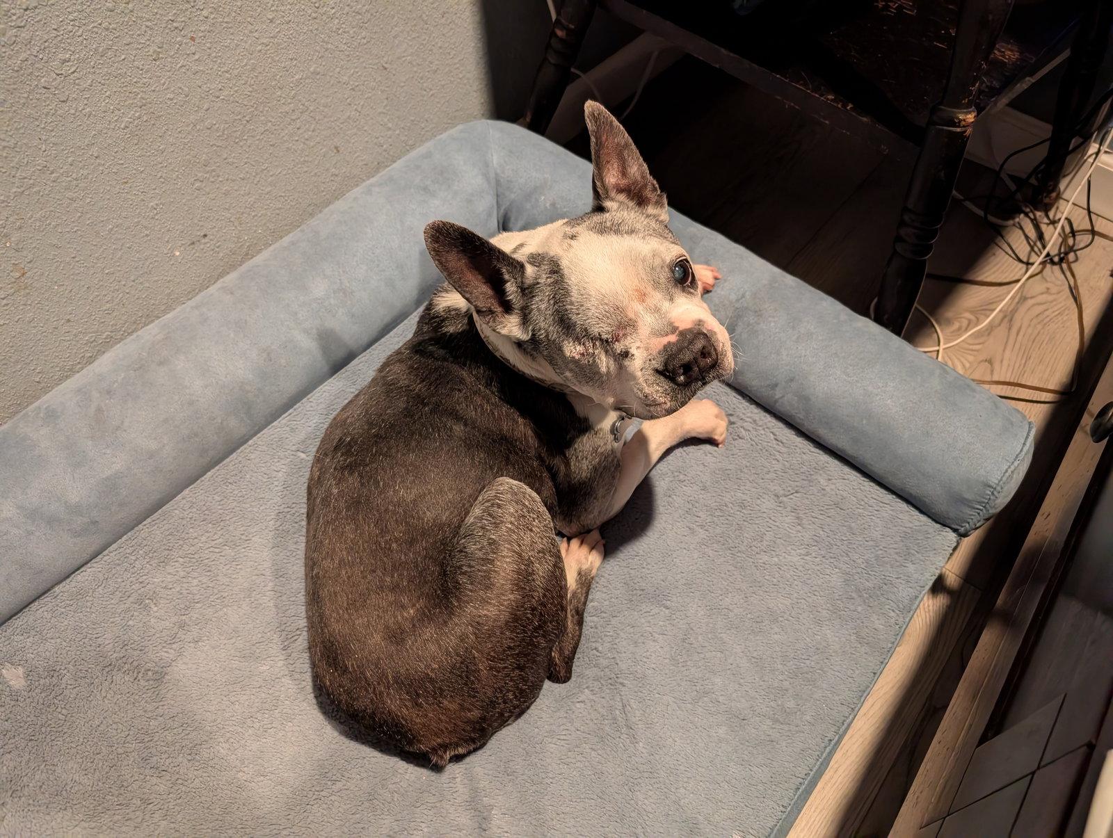 Enlarge Speedy, a Adoptable Boston Terrier in Huntington Beach, CA image 3/3