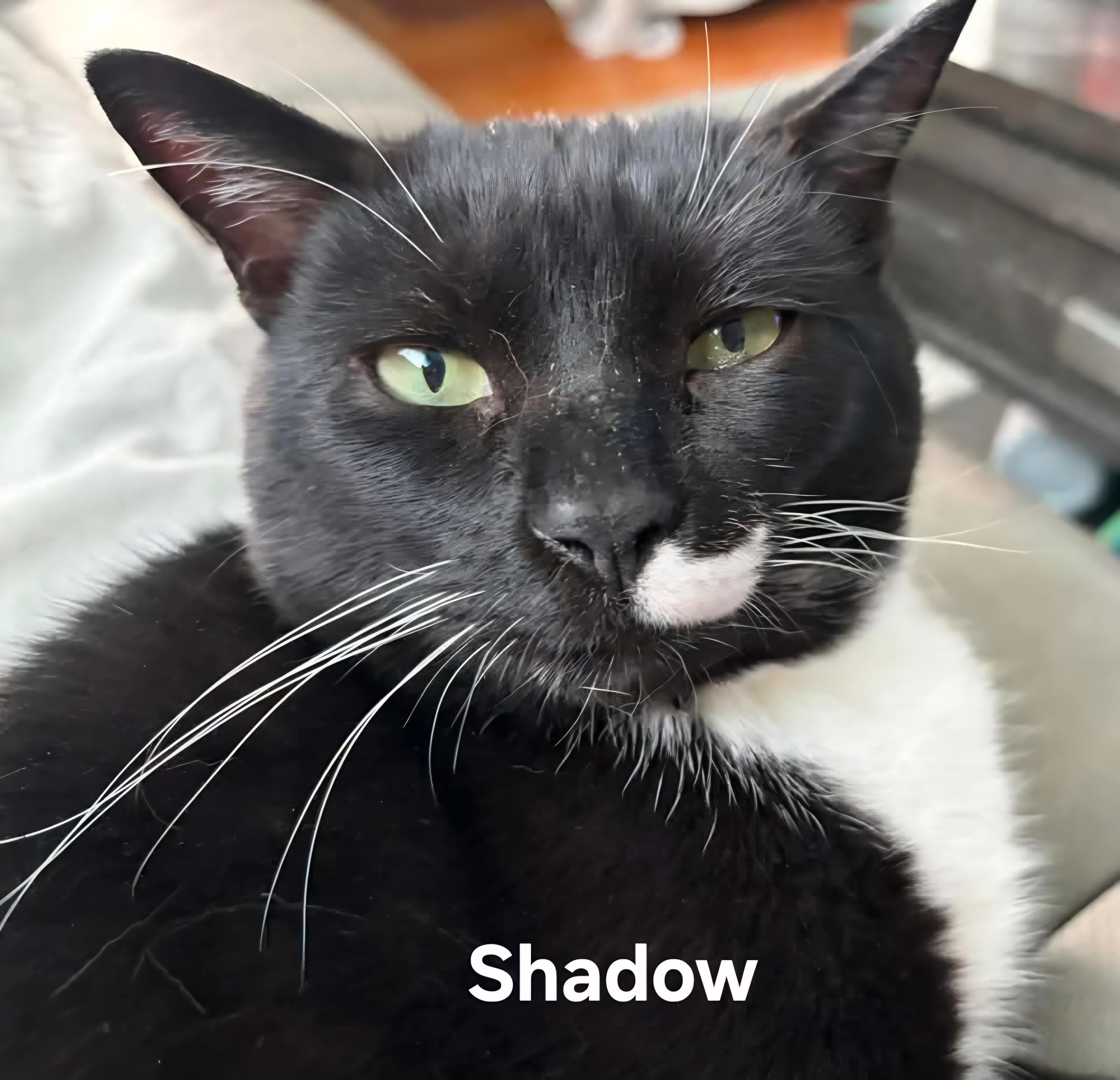 Shadow, a ADOPTABLE Domestic Short Hair in Chicopee, MA image 2/5