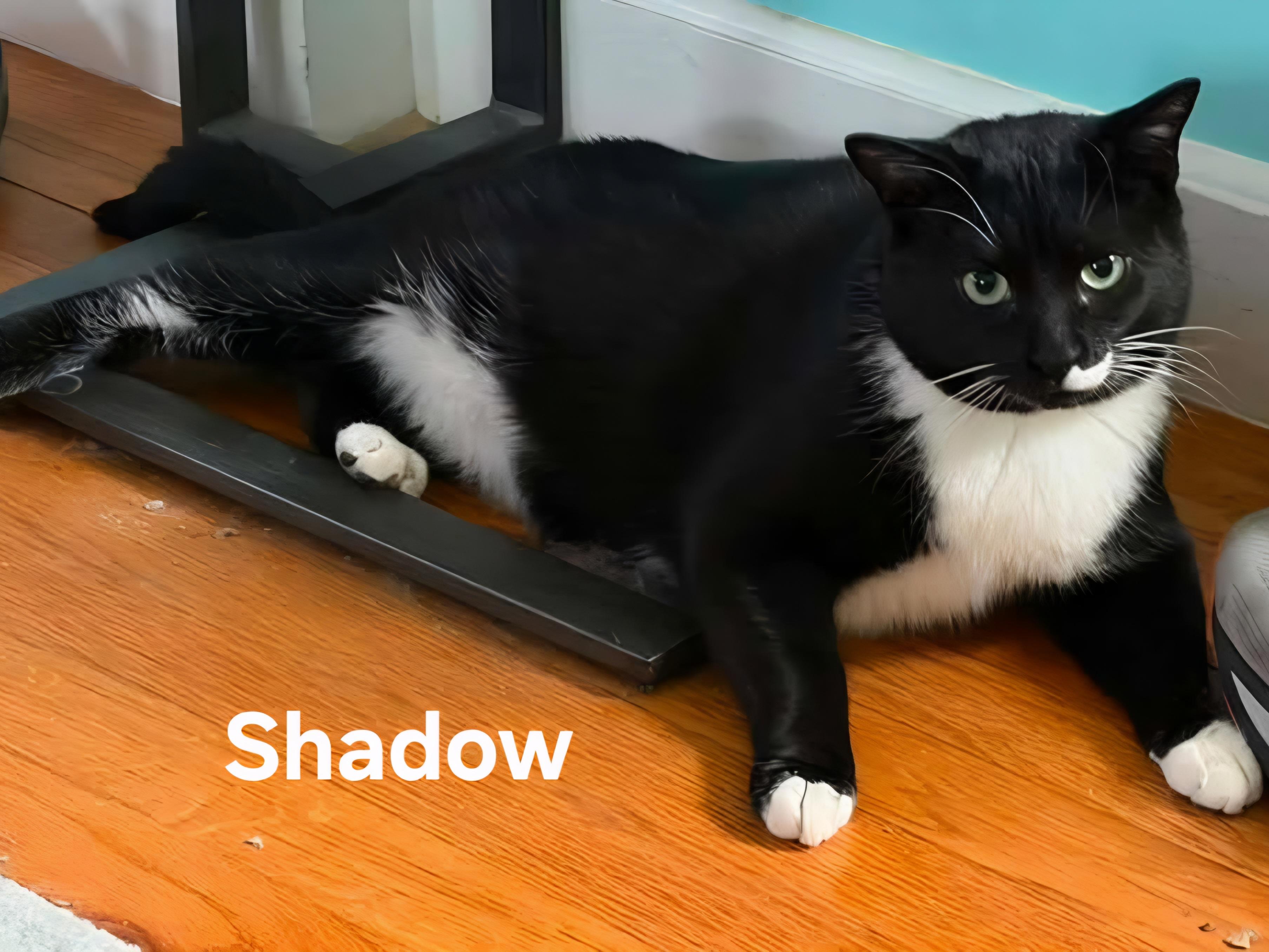 Shadow, a ADOPTABLE Domestic Short Hair in Chicopee, MA image 5/5