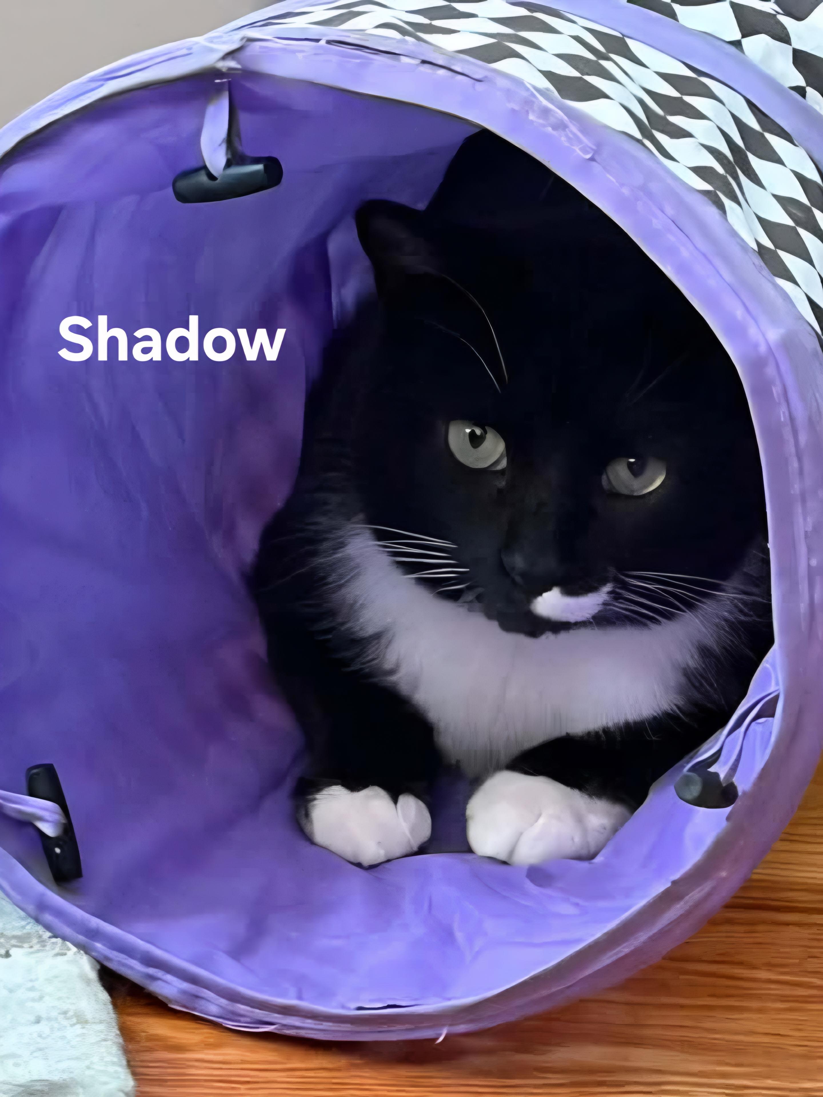Shadow, ADOPTABLE, Adult Male Domestic Short Hair.
