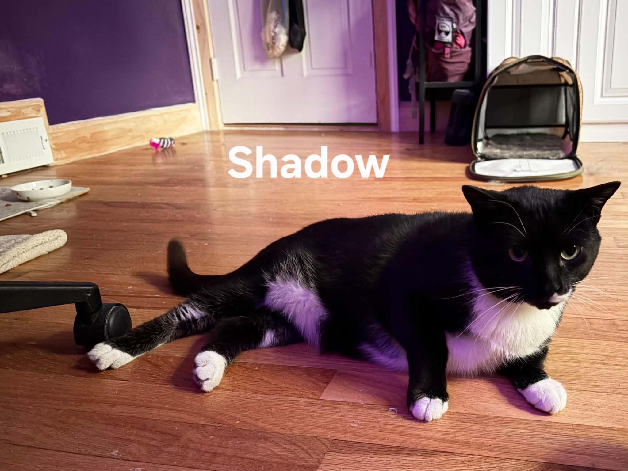 Shadow, a ADOPTABLE Domestic Short Hair in Chicopee, MA image 3/5