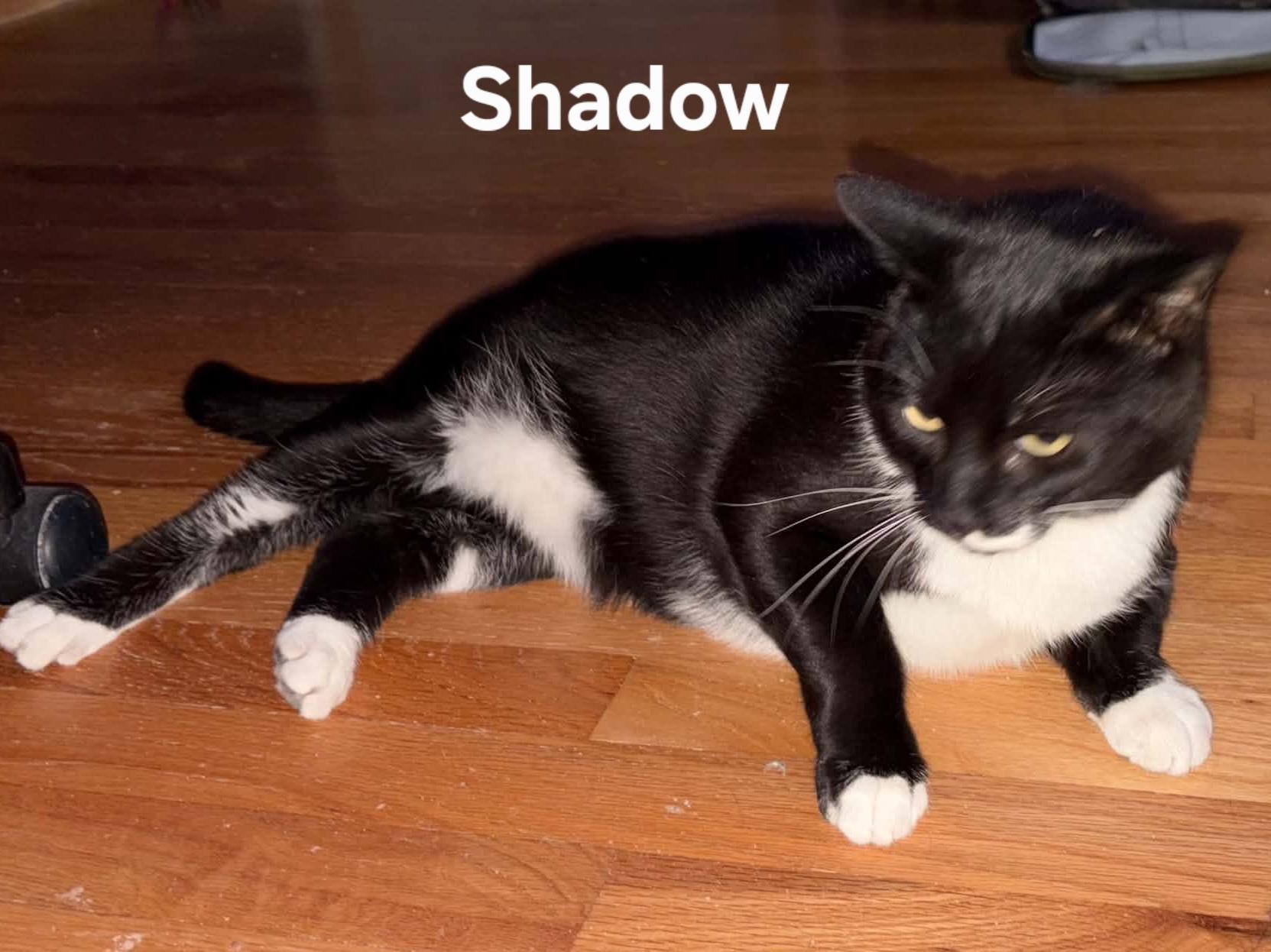 Shadow, a ADOPTABLE Domestic Short Hair in Chicopee, MA image 4/5