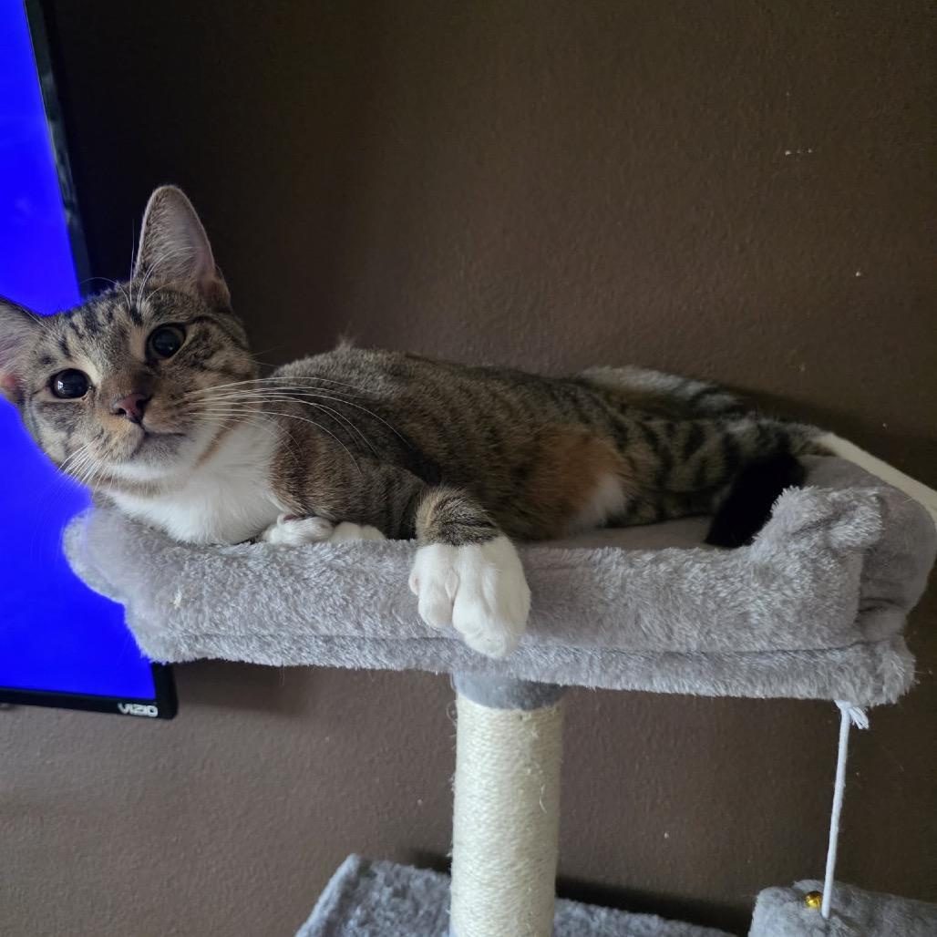 Enlarge Magic, a Adoptable Extra-Toes Cat / Hemingway Polydactyl in SAN ANTONIO, TX image 1/1