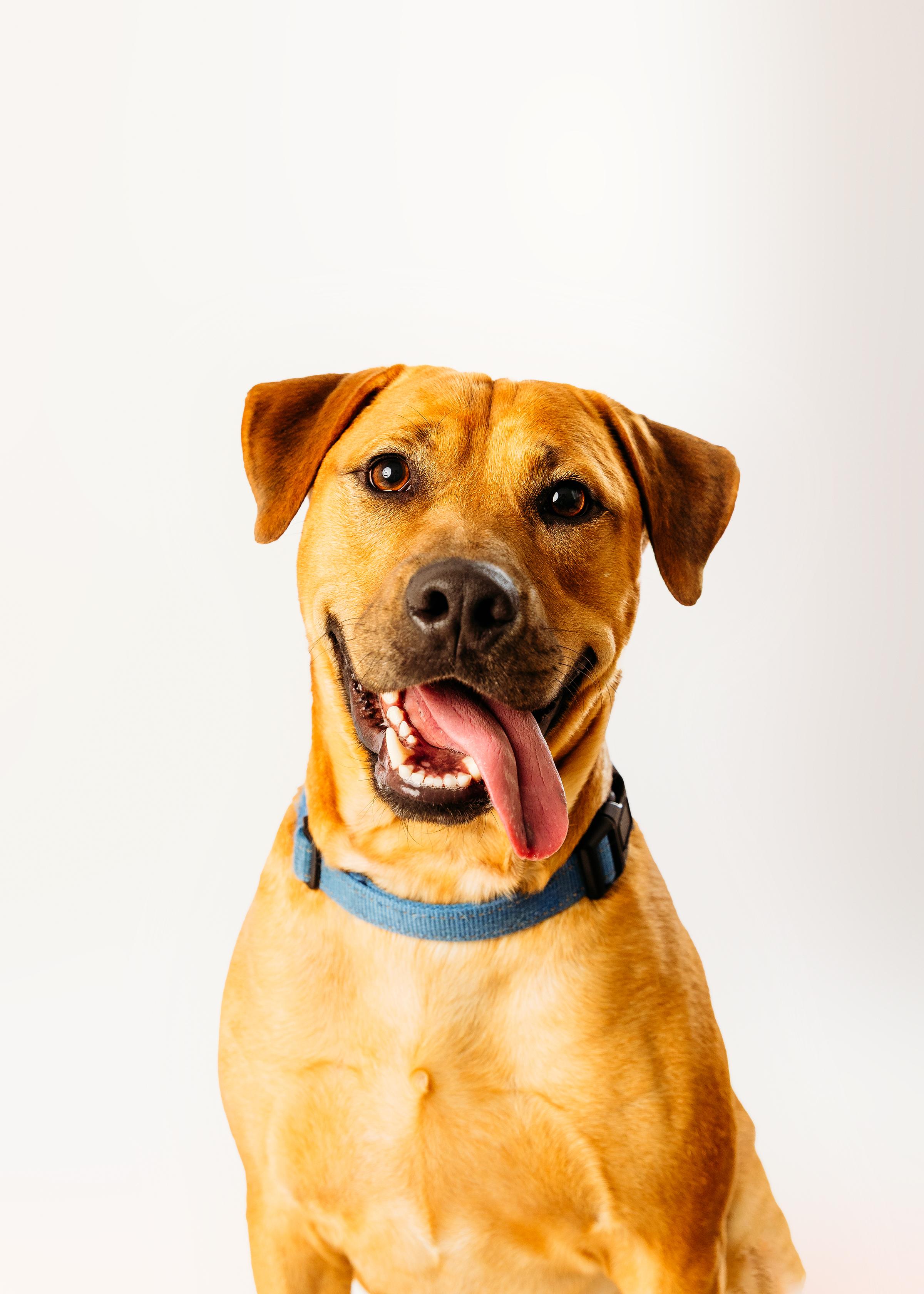 Colt, Adoptable, Adult Male Labrador Retriever.