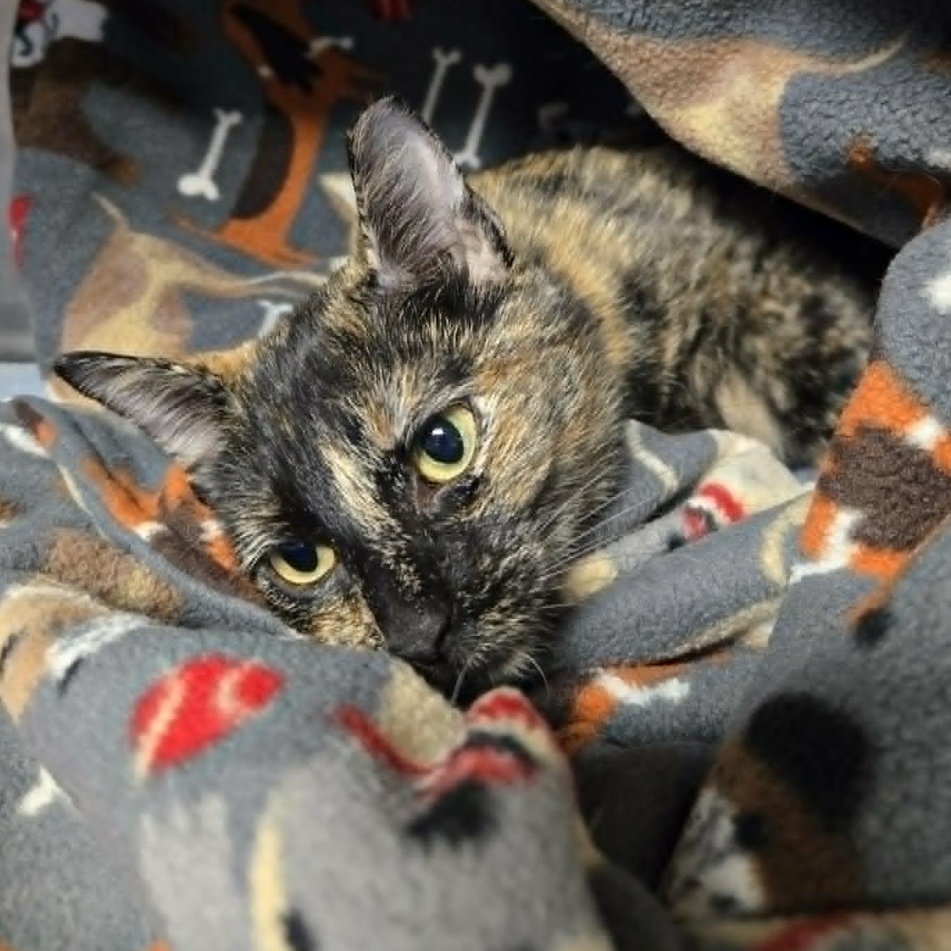 Enlarge Phoebe, a Adopted Domestic Short Hair in Watertown, WI image 2/2