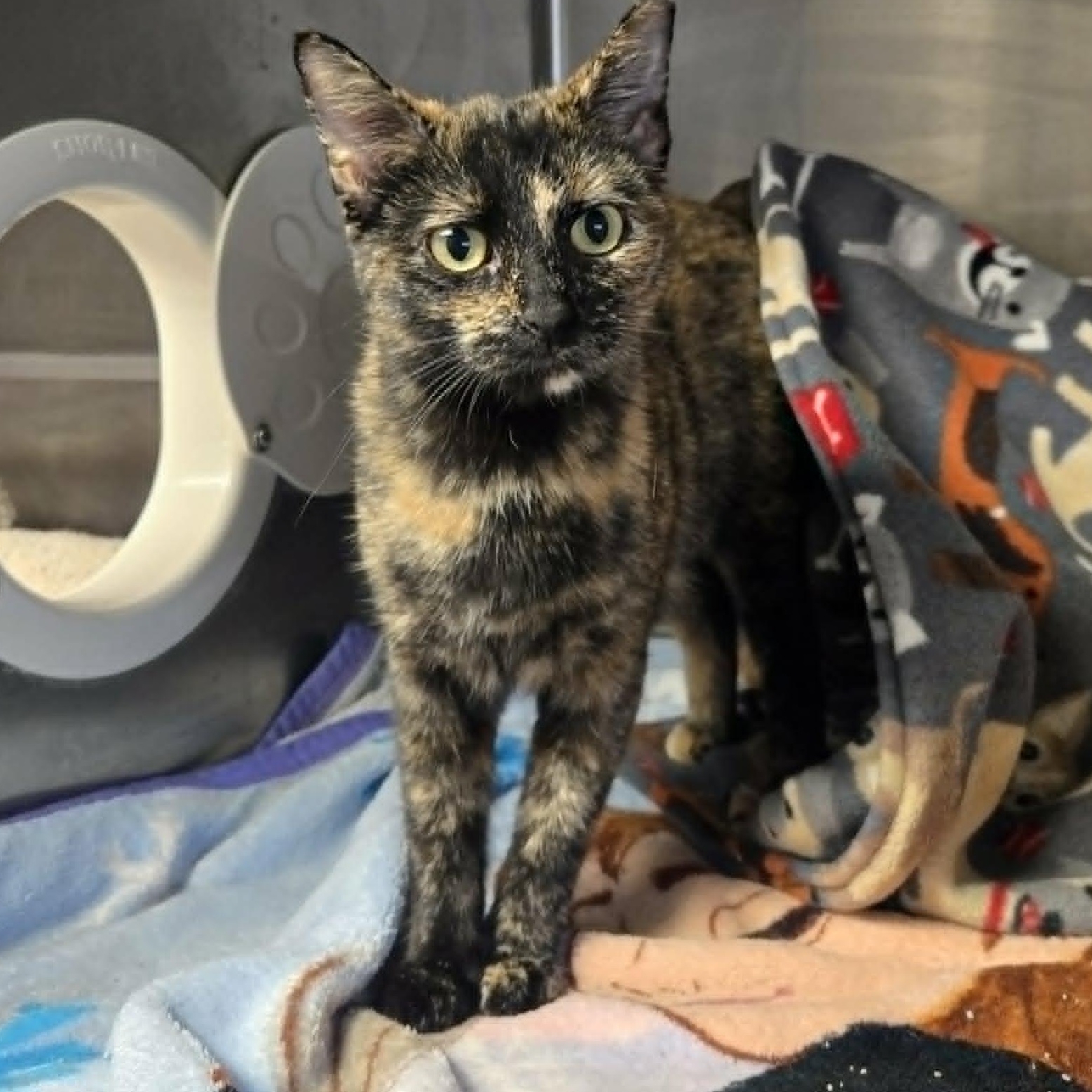 Enlarge Phoebe, a Adopted Domestic Short Hair in Watertown, WI image 1/2