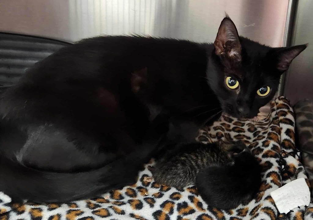 Sonata, Adoptable, Adult Female Domestic Short Hair.