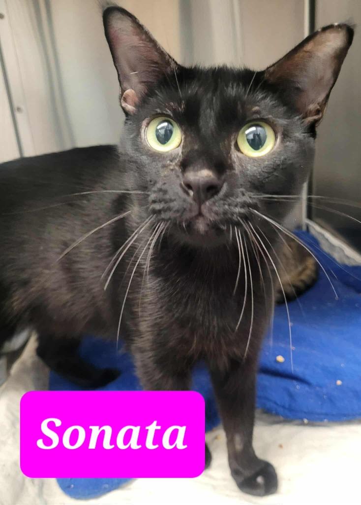 Enlarge Sonata, a Adoptable mixed breed in Republic, MO image 2/2