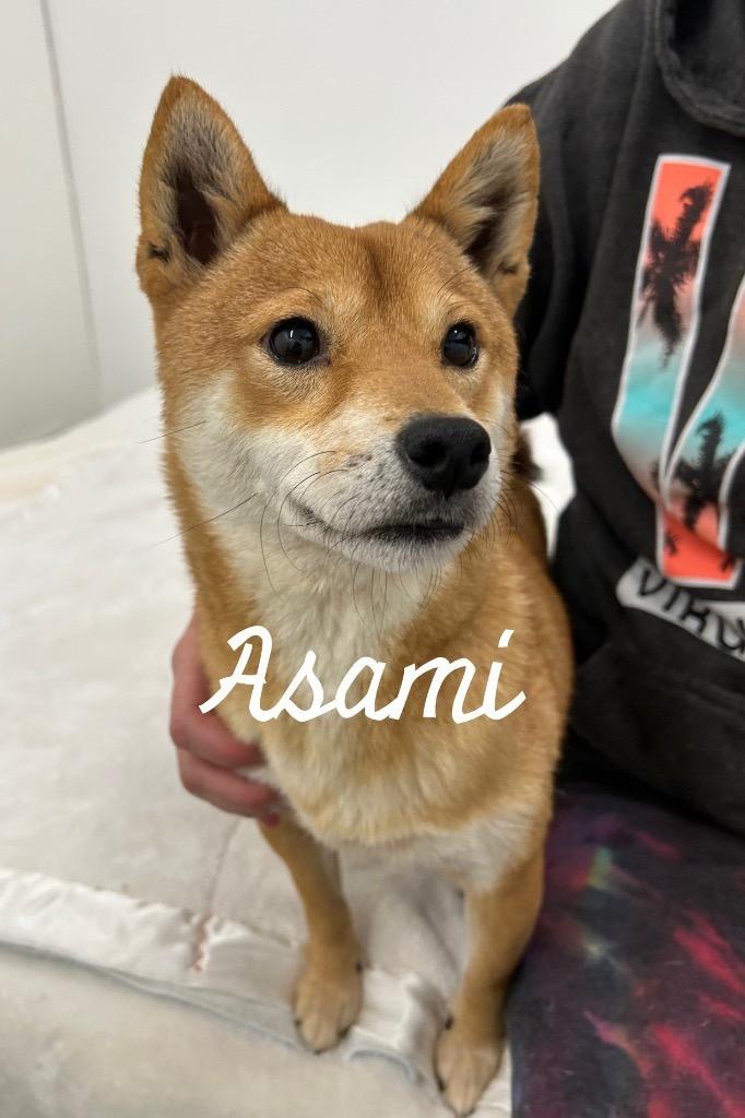 Asami, Adoptable, Adult Female Shiba Inu.