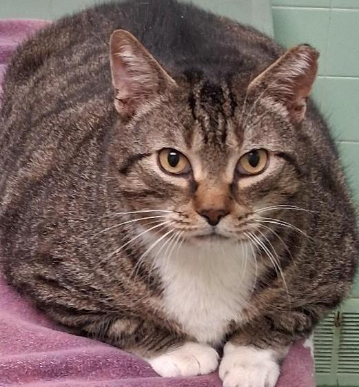 Enlarge Pezzy, a Adoptable Domestic Short Hair in Garrett Park, MD image 3/6