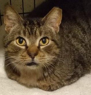 Pezzy, a Adoptable Domestic Short Hair in Garrett Park, MD image 1/10