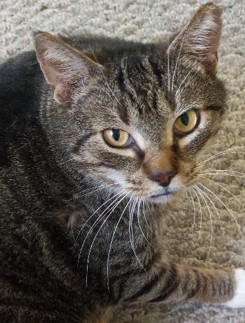 Enlarge Pezzy, a Adoptable Domestic Short Hair in Garrett Park, MD image 7/10