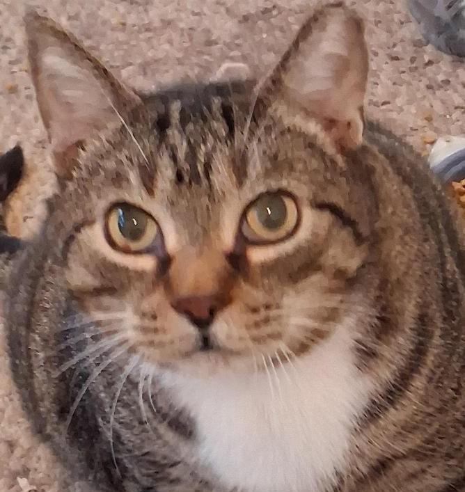 Pezzy, Adoptable, Adult Male Domestic Short Hair.
