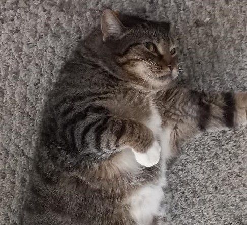 Enlarge Pezzy, a Adoptable Domestic Short Hair in Garrett Park, MD image 8/10