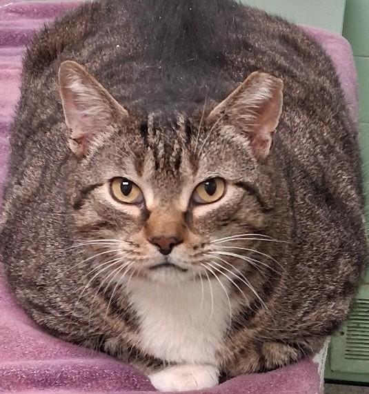 Enlarge Pezzy, a Adoptable Domestic Short Hair in Garrett Park, MD image 2/6
