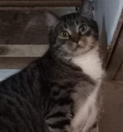 Enlarge Pezzy, a Adoptable Domestic Short Hair in Garrett Park, MD image 10/10