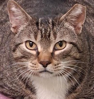 Enlarge Pezzy, a Adoptable Domestic Short Hair in Garrett Park, MD image 1/6