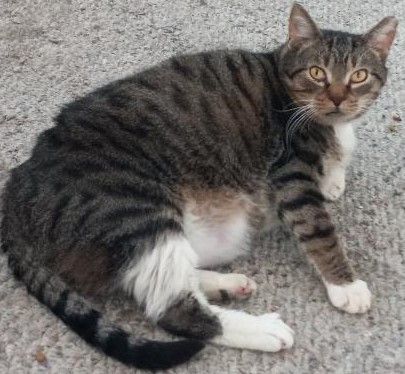 Enlarge Pezzy, a Adoptable Domestic Short Hair in Garrett Park, MD image 9/10