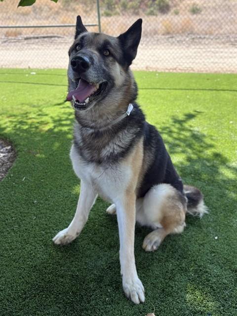 LOKI, Adoptable, Adult Male Husky & German Shepherd Dog.