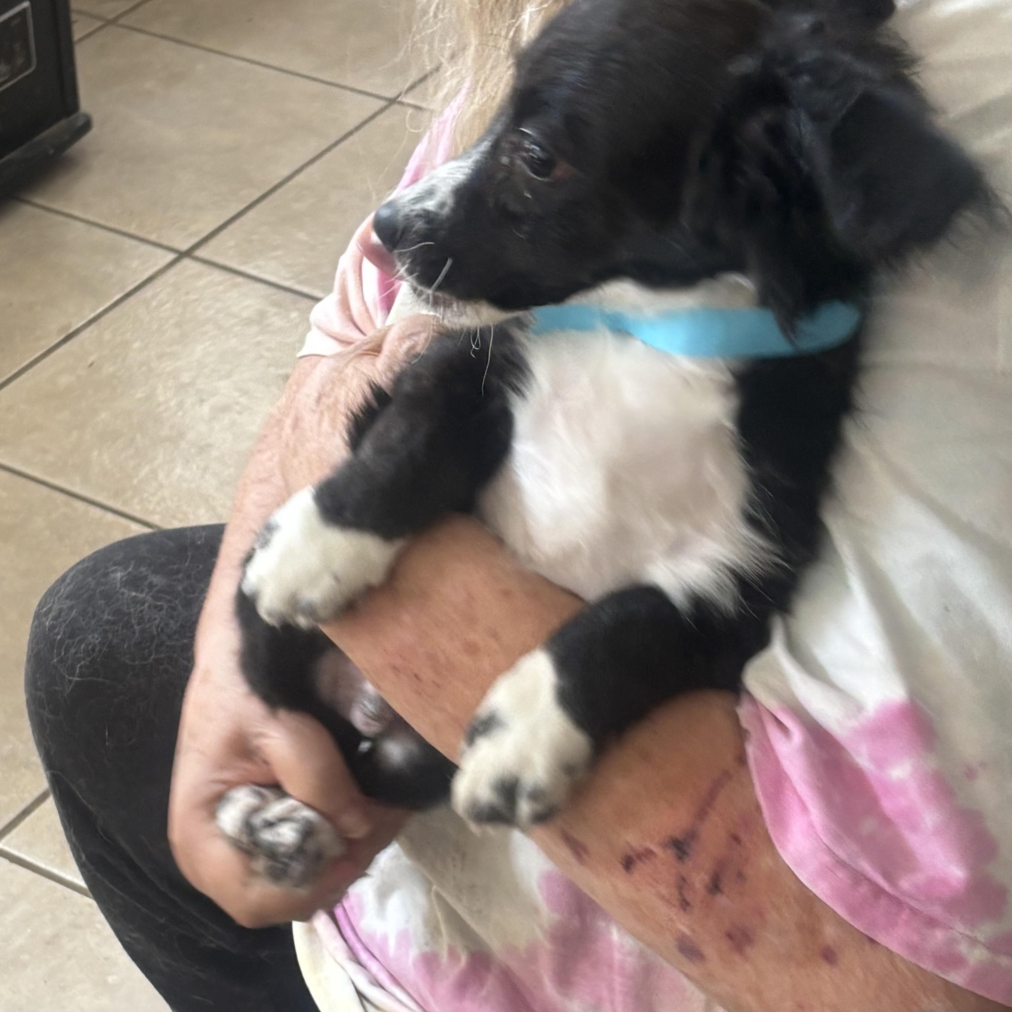 Joe, Adopted, Young Male Dachshund & Cocker Spaniel.