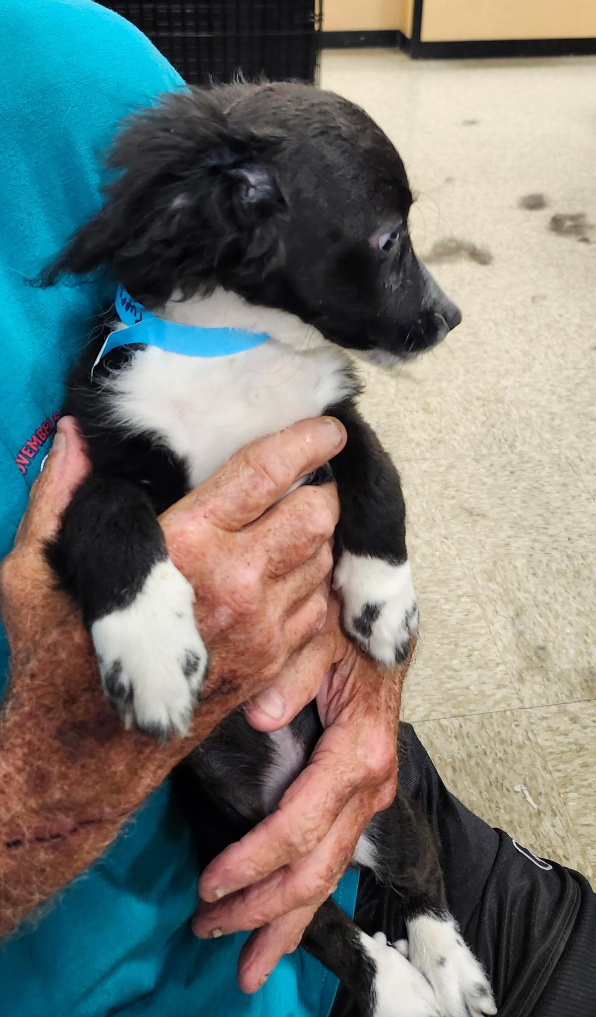 Joe, a Adopted mixed breed in Lonedell, MO image 2/3