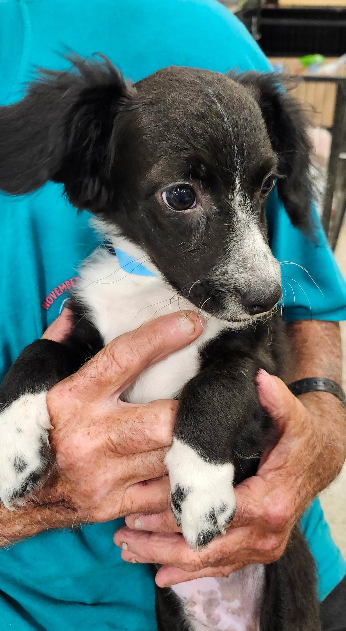 Joe, a Adopted mixed breed in Lonedell, MO image 3/3