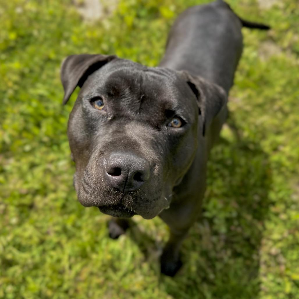 Chevy, Adoptable, Young Female Mixed Breed & Mixed Breed.