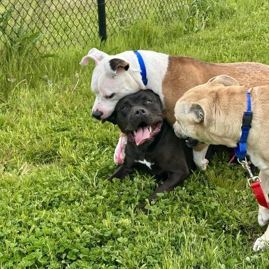 Chevy, a Adoptable mixed breed in Matteson, IL image 2/6