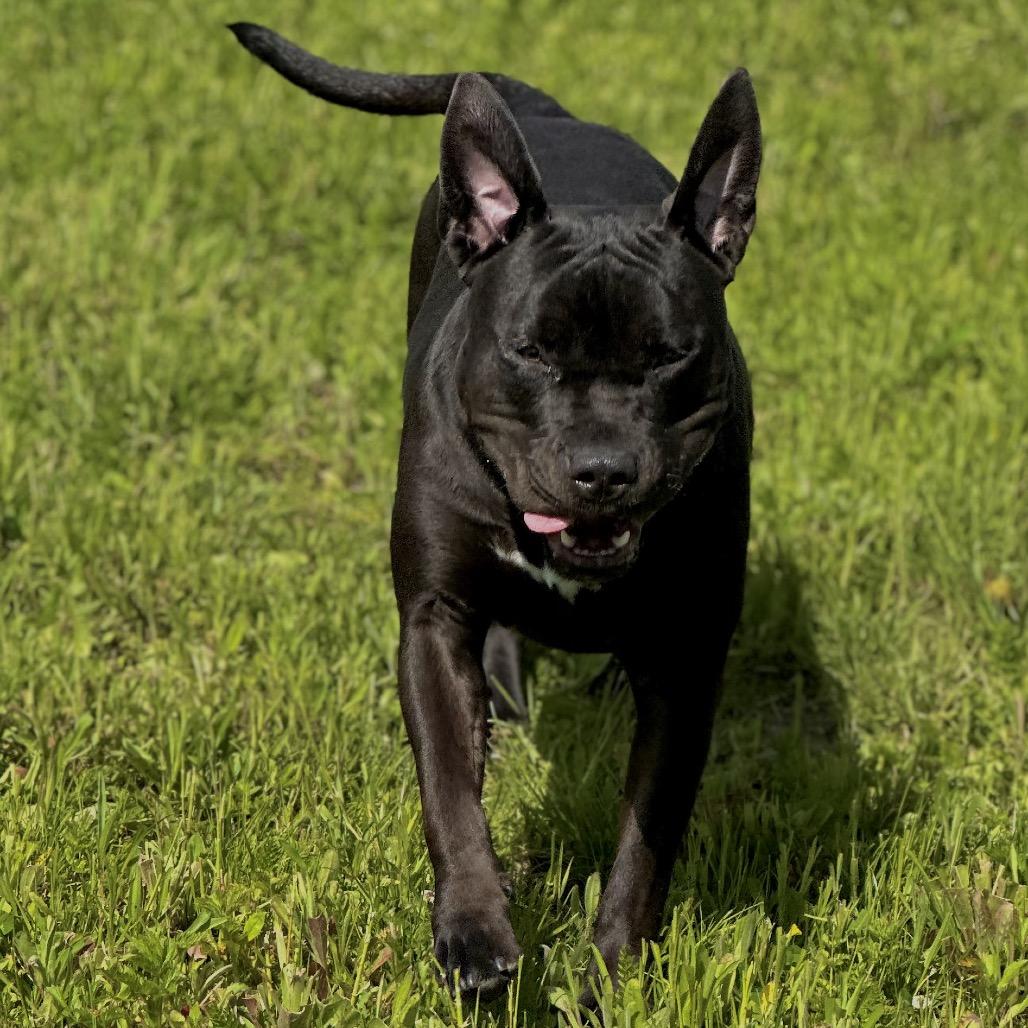 Chevy, a Adoptable mixed breed in Matteson, IL image 3/6