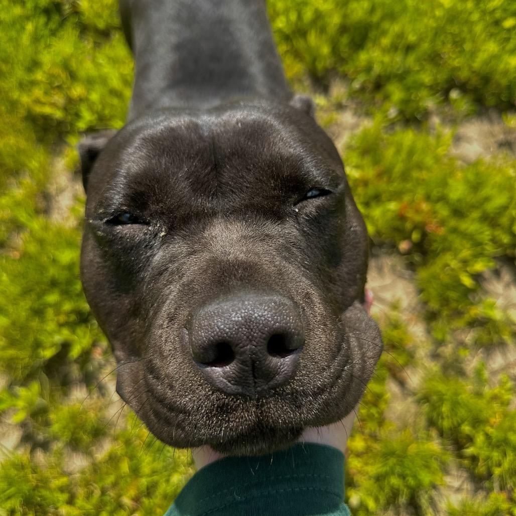 Chevy, a Adoptable mixed breed in Matteson, IL image 4/6