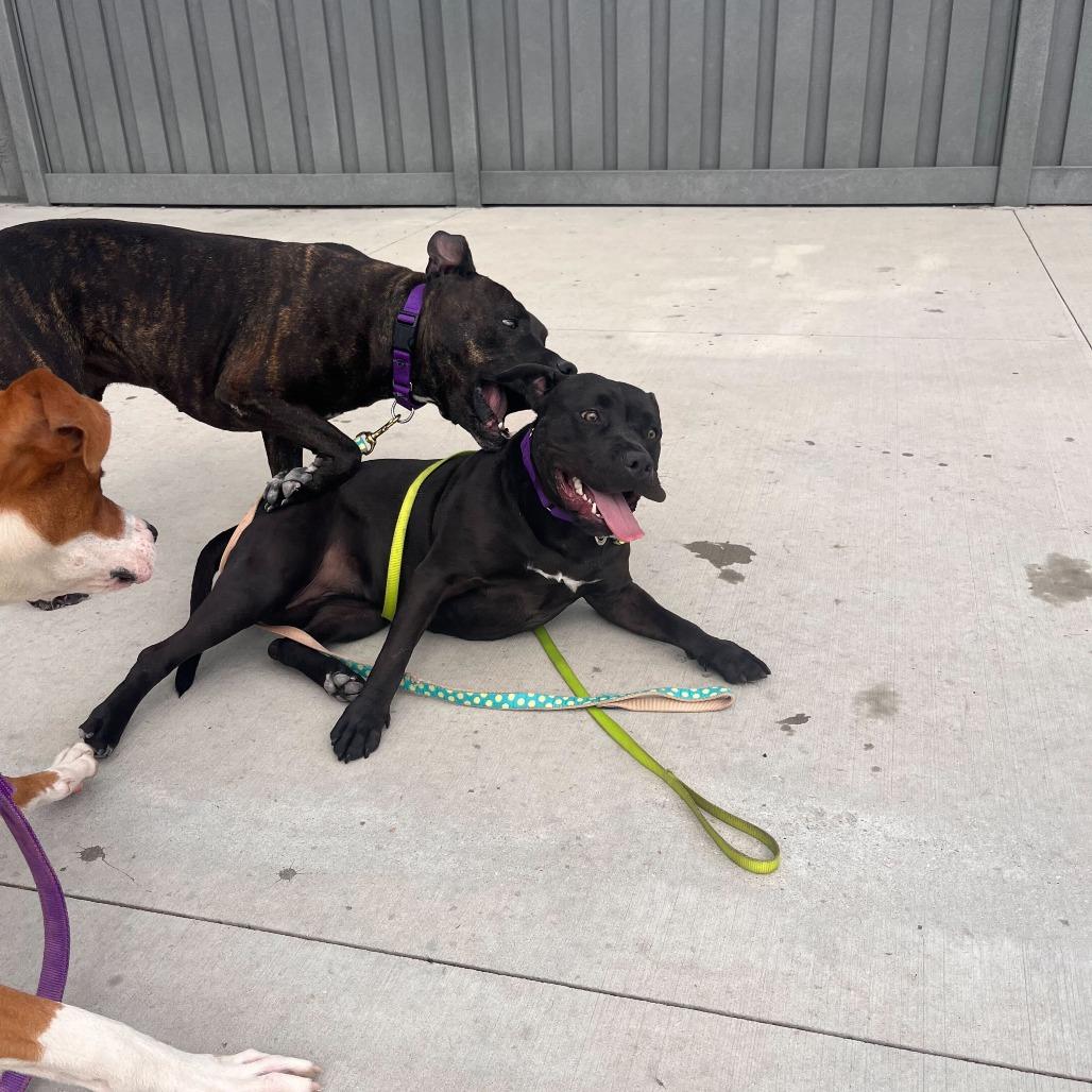 Chevy, a Adoptable mixed breed in Matteson, IL image 5/6