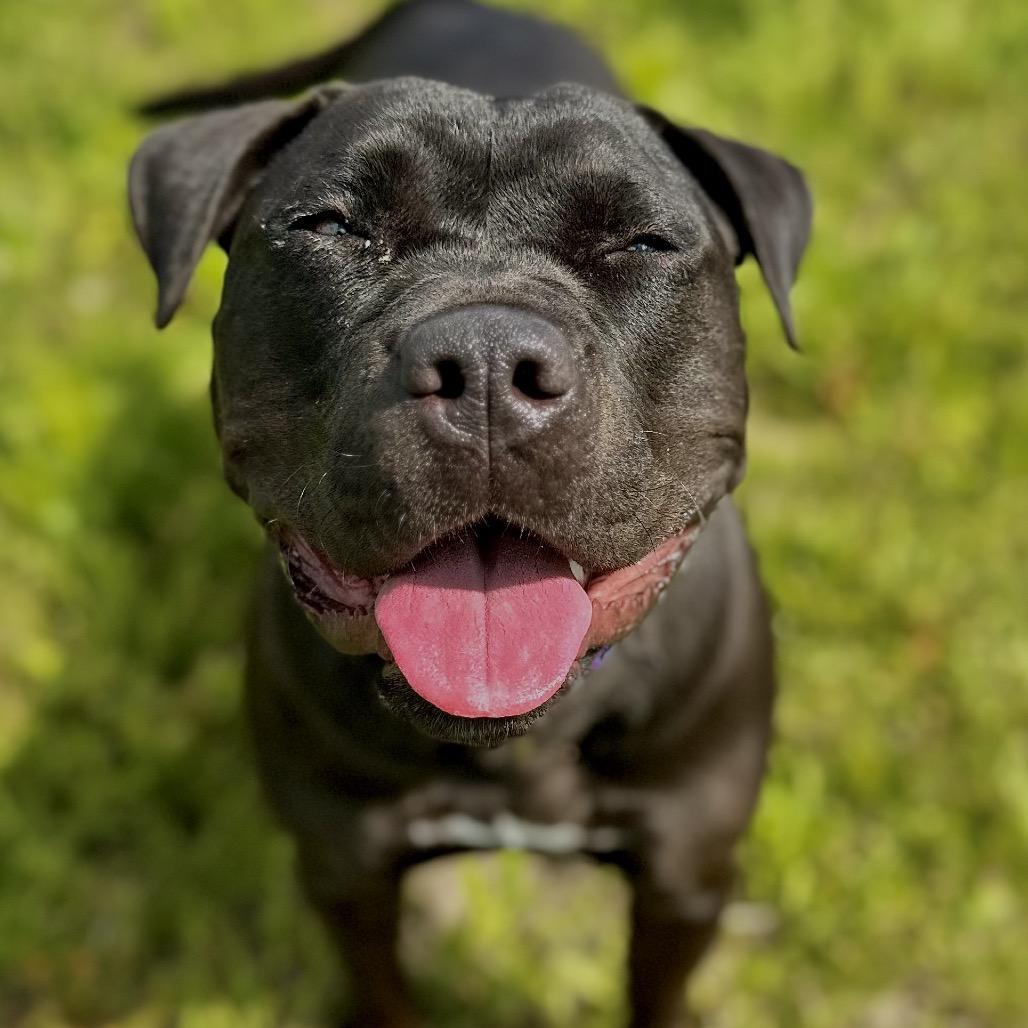 Chevy, a Adoptable mixed breed in Matteson, IL image 6/6