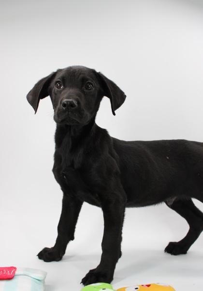 Alvin — thumbnail 2