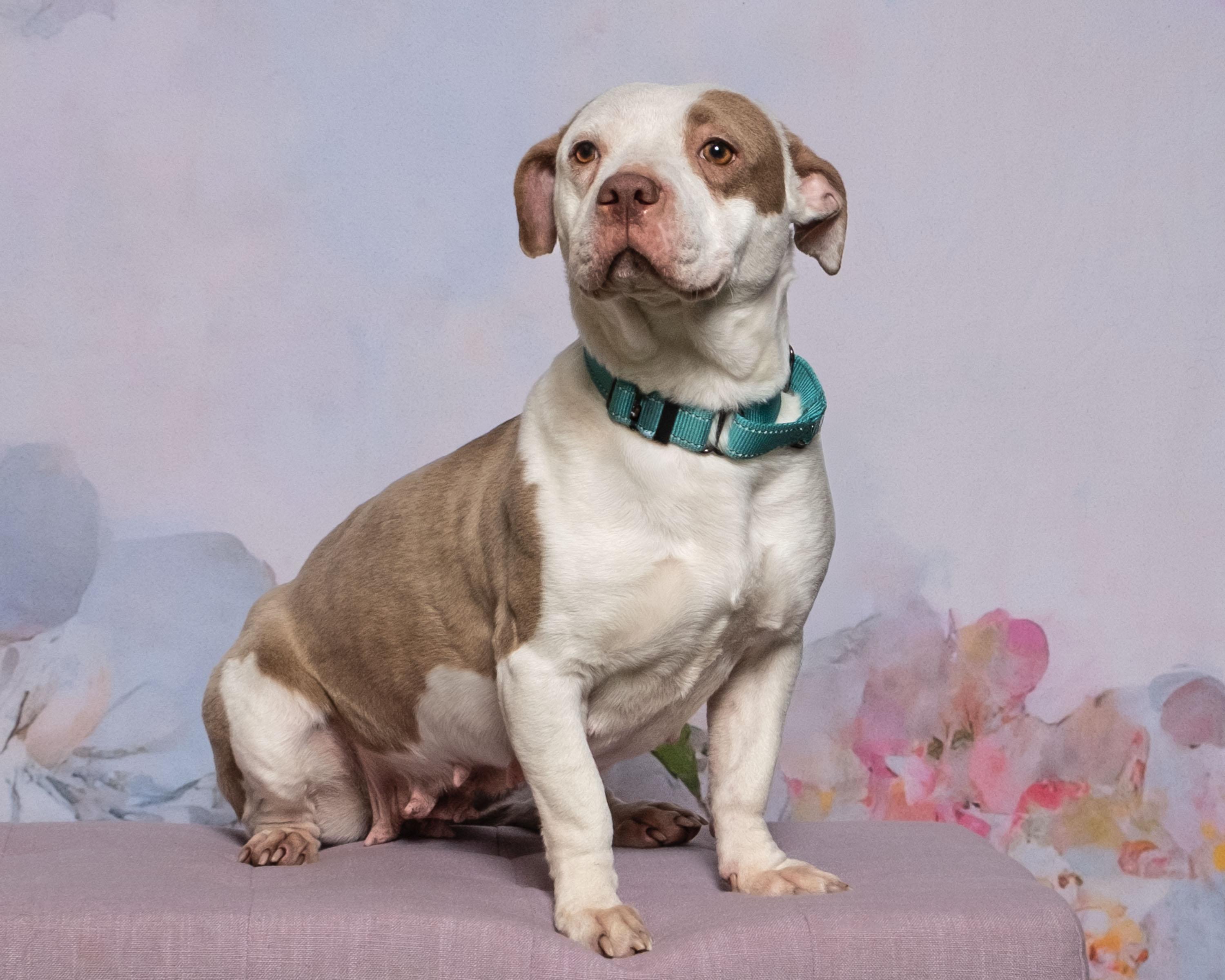 Enlarge Maple , a ADOPTABLE mixed breed in Aiken, SC image 1/6